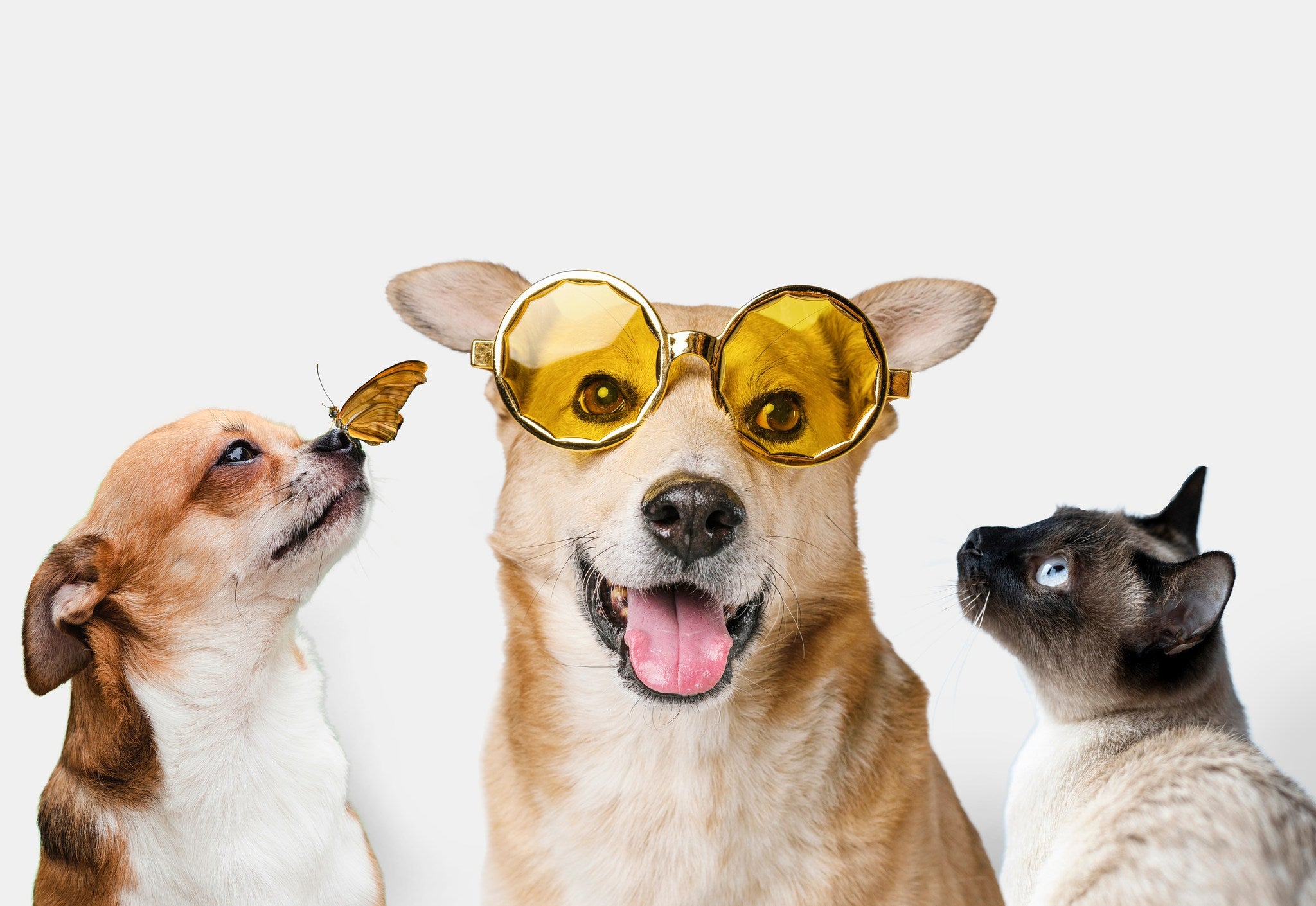Perro con gafas y dos mascotas felices promocionando productos Cuatro Huellas con Estilo